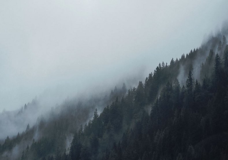 Ansicht Wald mit Nebelschwaden 